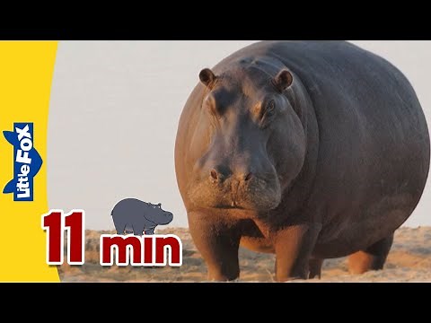 Meet the Animals | Animals on Land and in the Water | Hippopotamus + More
