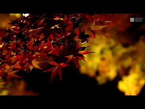 通天橋から「赤の世界」 京都・東福寺、予約制でライトアップ公開