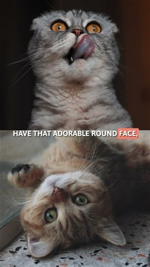 BRITISH SHORTHAIR vs. SCOTTISH FOLD! 🐈‍⬛ #SHORTS