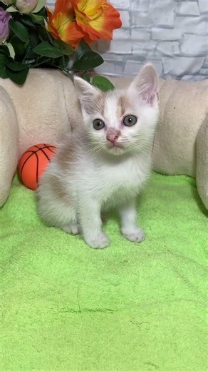 スコティッシュフォールド ミルくん(仮名) Part.1 #子猫 #スコティッシュフォールド #勝井農園