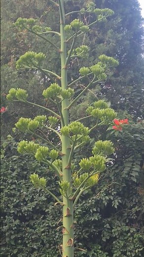 agave plant varieties, different types of agave plants 🪴 #naturelovers #agaveplant #gardening