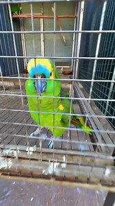 Beautiful birds Collection by Bilal Nawaz Khan | Adeel ch’s Aviary