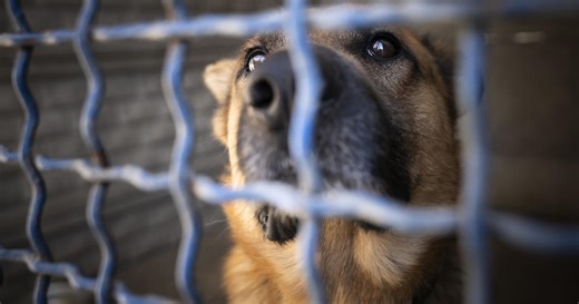 Detroit Animal Care and Control over capacity with dogs needing homes
