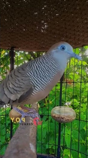 Zebra Dove Call – Relaxing Bird Sounds 20 | #birds #birdsounds #birdsoundscape #birdsong #animals