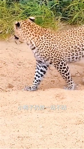 萬物皆有靈性！花豹抓到一隻小鴨子，但竟然沒有吃下，而是將小鴨子放走了#知識迎新年 #年味早點辦 #和你一起過冬日 #萬物皆有靈