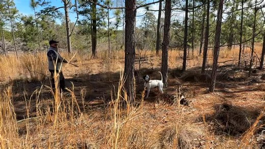 32K views · 314 reactions | YOU BE THE JUDGE! In this video, we are working a young English Pointer Let's assume this is in a field Trial Handler flushes without producing a bird and then moves the dog on At the end of this clip ,as the judge, what do you tell the handler? ***NOTE, THIS VIDEO WAS SHORTENED BECAUSE THE FLUSHING ATTEMPT WAS VERY LONG AND THOROUGH! IT JUST HAPPENED THAT THE QUAIL HAD BURIED ITSELF UNDER THE PINENEEDLES | Midnight Kennel | Facebook