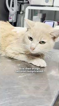 “Pregnant” Cat Turned Out to Be A Boy Who Needed Help | The Dodo