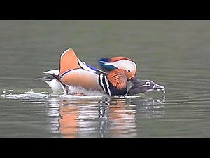 鴛鴦-交配/Mandarin Duck-Mating