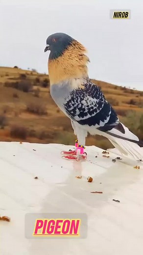 pigeon sound#fyp #foryou #foreyoupage #viral #bdtiktokofficial🇧🇩 @Ayesha Siddika