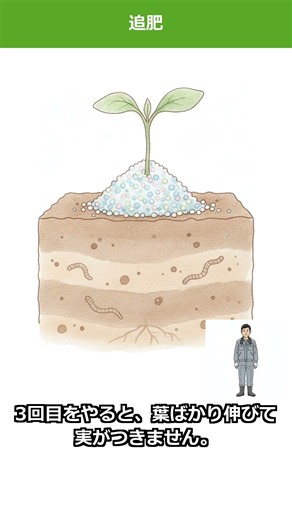 【追肥】肥料は株元にまいてはいけません🌱 効かせる3つのコツ