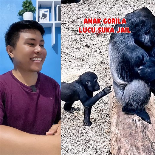 70K views · 599 reactions | Udalah Paling Kecil, J4iL Pula  #funnyanimal #funnyvideos #gorilla #babygorilla #GorillaLife #animallover | Charles Ricardo N | Facebook