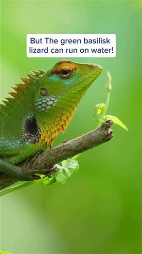 Green_basilisk_lizard_Facts