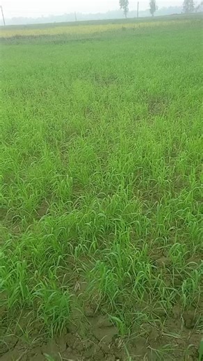 TikTok · Sunil Pandit