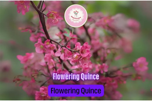 Pink Flowering Quince Tree – Chaenomeles Speciosa Live Bare Root Sapling for Garden Hedges, Borders, and Early Spring Blooms - Etsy