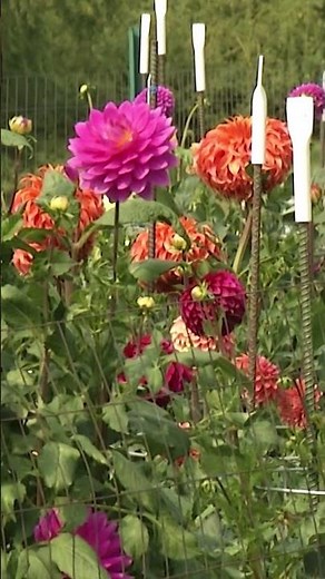 Grow Dahlias!