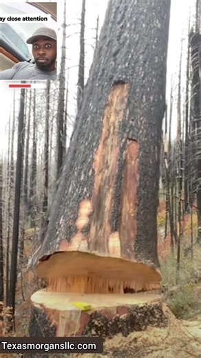 Amazing Tree fail #recommended #tree