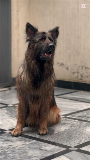 You Can’t Ignore Stella 😍 | Rain Lover German Shepherd Beauty in Action 🌧️🐾
