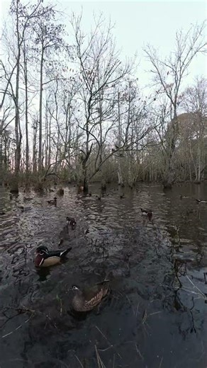 Wood Duck Morning Sounds #waterfowl #wildlife #nature #birds #hunting