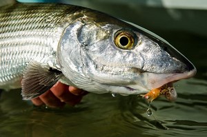 Bonefish Leader & Tippet Advice From Jeff Currier and Oliver White | Yellow Dog Flyfishing