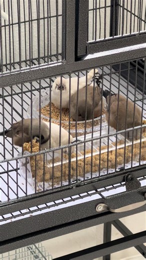 Caring for Charcoal Zebra Finch Chicks