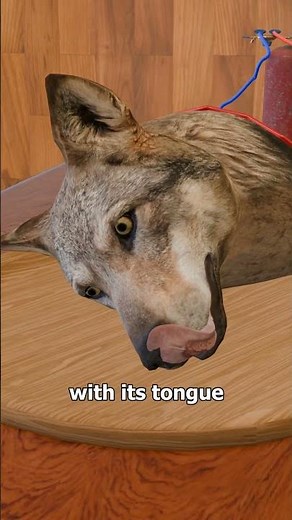 This 1940s Experiment Would Be ILLEGAL Today 🚫