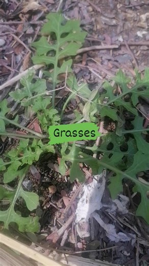 Grasses (Poaceae family) are a vast, vital group of non-woody plants...