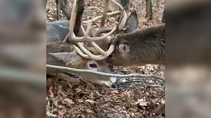 Wisconsin hunters go viral for helping free tangled bucks instead of killing them: VIDEO