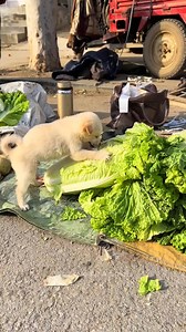 259K views · 10K reactions | Omg so cute 殺 | Everyday Moments | Facebook