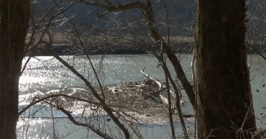 A log jam along the Kentucky Riverbank leads to erosion, leaves homeowner concerned