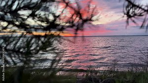 Pine tree branches in strong wind on beach by lake at dusk or after sunset. Tree in windy weather, dramatic colored sky on background. Autumn evening on seashore