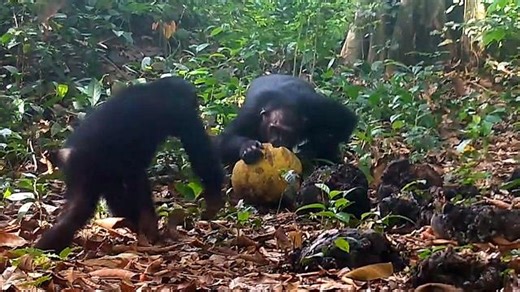 Chimpanzees spotted sharing 'boozy' fruit on camera for first time