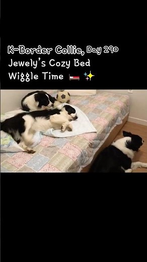 Life with Border Collies - Jewely’s Cozy Bed Wiggle Time 🛏️✨