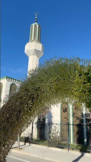 Foxtail Agave: Vegetative Reproduction