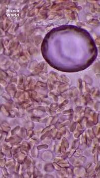 Human Blood under Microscope!!! #microscope #science