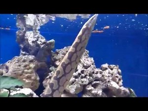 Fütterung Mastacembelus Armatus Riesenstachelaal