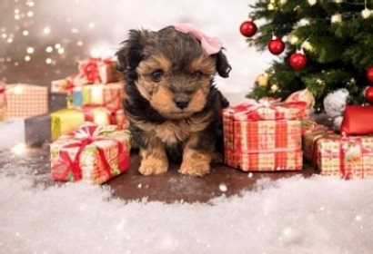 Stolen Christmas puppy named 'Tinkerbell' found safely, duo arrested: Antioch police