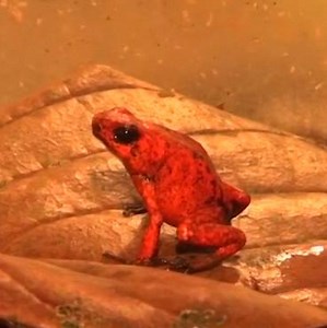 This frog is back from "extinction." | Seeker by The Verge