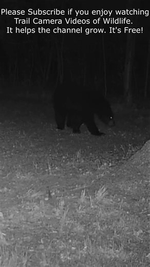Subscribe - So You Dont Miss Tomorrow’s Trail Cam Video! #trailcam #wildlife #deer #bear