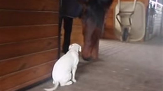 L'amitié entre ce chien et ce cheval est incroyable. Leur complicité va vous faire craquer