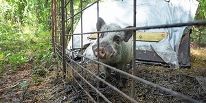Rescue organizations step in to rescue 100 pigs from dangerous living conditions