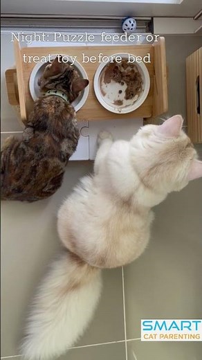 The Perfect Daily Routine For Indoor Cats