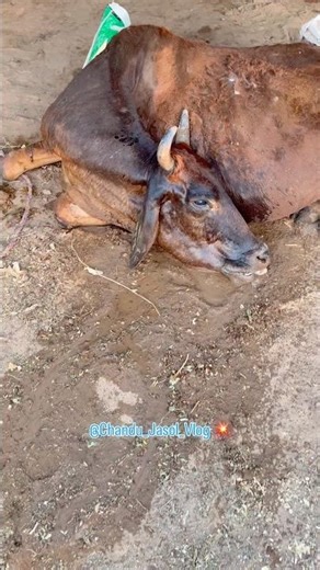 The cow died 🥺🤎 ( day 262 ) #shortvideo #minivlog #cow