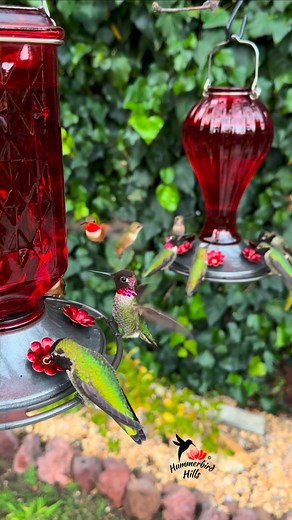 5.1K views · 15 reactions | Fluttering feast ✨ #hummingbirds . Share this video with friends and family to spread the joy of hummingbirds ✨ . . © All rights reserved. Don’t use without permission. . . . #nature #naturegram #birdlover #birds #naturelover #gardenbirds #featherperfection #colibri #wildlife #hummingbird #hummingbirdsofcalifornia #asmr #foryou #vibes #viral #viralvideo #naturereels #reels #explorepage | Hummerbird Hills | Facebook