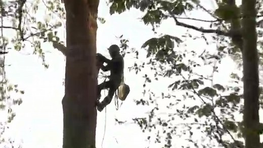Protesting grandpa climbs tree to stop Trans-Mountain pipeline