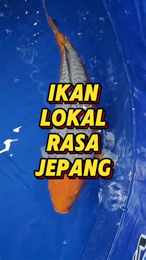 Kumpulan Video Ikan Koi Lucu dan Aesthetic