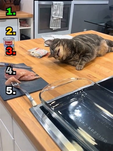 Top 5 animal being embarrassed moments #fyp #viral #pet #embarrassed #caught