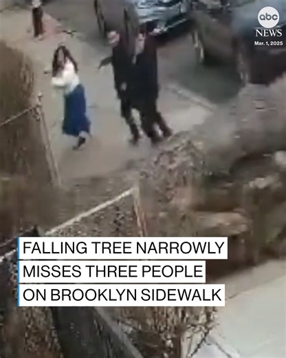 107K views · 811 reactions | Dramatic surveillance footage captured a terrifyingly close call as a large tree fell over and almost struck three family members walking on a sidewalk in Brooklyn, New York, on Saturday. https://abcnews.visitlink.me/HAUP33 | ABC News | Facebook