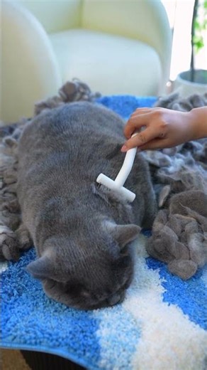 What Happens If You Don’t Use an Undercoat Rake on Cats… 😱
