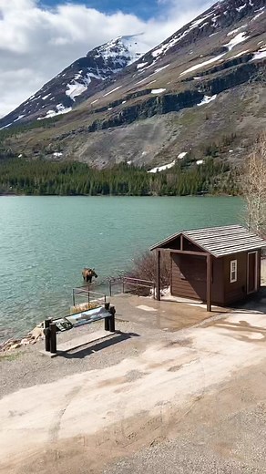 Bear Attacks Moose in Glacier National Park