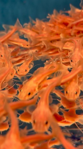 Predatory Fins ® | Rare & Exotic Fish Store on Instagram: "The Phantom Redtail Catfish is a stunning and rare variation of the classic Amazonian redtail catfish (Phractocephalus hemioliopterus). It’s a true monster fish with a ghostly twist — combining massive size, power, and a unique color pattern that sets it apart from the traditional form. These giants can reach up to 4–5 feet (120–150 cm) in length and weigh over 80 pounds in the wild. Even in captivity, they grow very fast — several inche